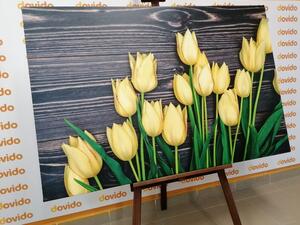 Kép sárga tulipánok fa háttéren