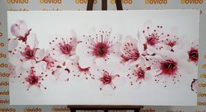 Kép cseresznye virág