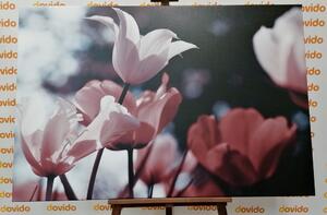 Kép tavaszi tulipánok parkban