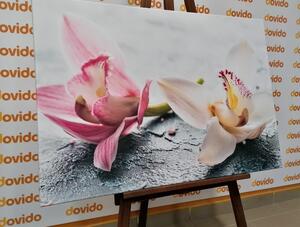 Kép két színes orchidea virág