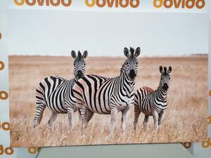 Kép három zebra szavannában
