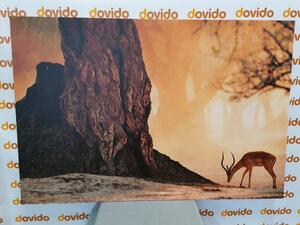 Kép afrikai antilop