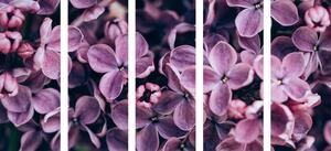 5-részes kép lila orgona virágjai