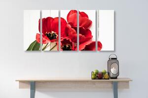 5-részes kép piros tulipán virág