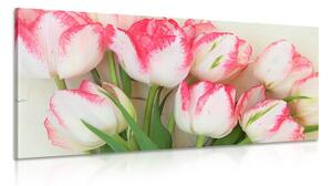 Kép tulipánok tavaszi lehelettel