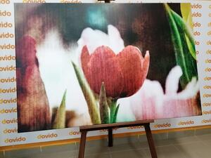 Kép retro tulipán a réten