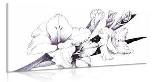 Kép virágzó kardvirág ilusztráció