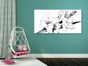 Kép virágzó kardvirág ilusztráció