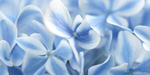 Kép kék-fehér hortenzia virág