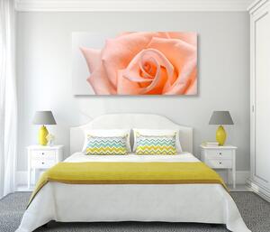 Kép barack színű rózsa