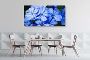Kép csodálatos kék virág