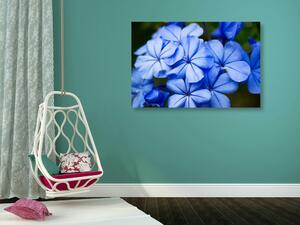 Kép csodás kék virág