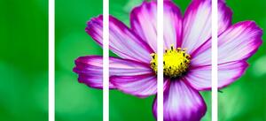 5-részes kép csodálatos kerti virág - 100x50