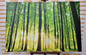 Kép friss zöld erdő - 60x40