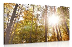 Kép erdő őszi színekben