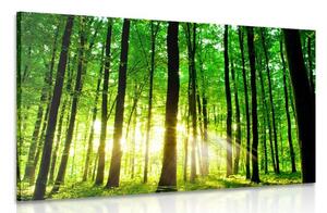 Kép friss zöld erdő - 60x40
