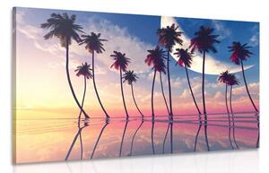 Kép naplemente a trópusi pámafák felett