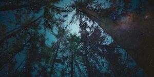 Kép éjjeli erdő