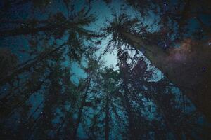 Kép éj az erdőben