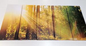 5-részes kép napsugarak az erdőben