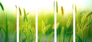 5-részes kép fű szállak zöld színben