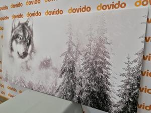 Kép farkas a hegyekben fekete fehérben