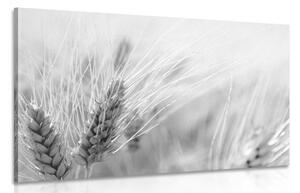 Kép búza mező fekete fehérben
