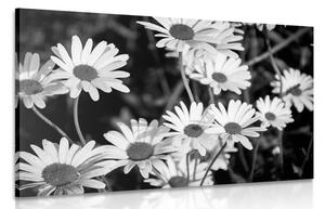 Kép szezszorszép kertben fekete fehérben
