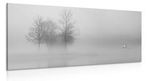 Kép fák ködben fekete fehér kivitelben