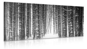 Kép erdő hótakaró alatt fekete fehérben