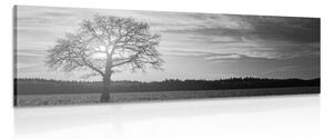 Kép magányos fa fekete fehérben
