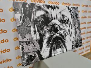 Kép francia bulldog fekete fehérben