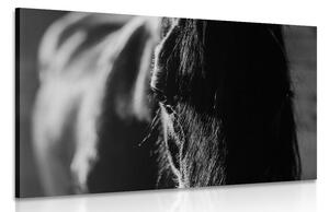 Kép fenséges ló fekete fehérben