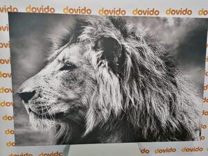 Kép afrikai oroszlán fekete fehérben