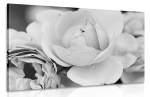 Kép tele rózsával fekete fehérben