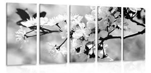 5-részes kép cseresznye fa virágzásban fekete fehérben