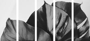 5-részes kép könnyezőpálma levele fekete fehérben