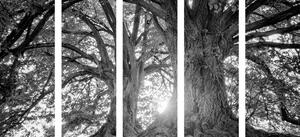 5-részes kép feketefehér fenséges fák