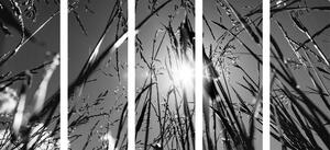 5-részes kép mezei fű fekete fehérben