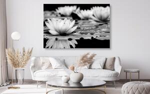 Kép lótusz virág fekete fehérben