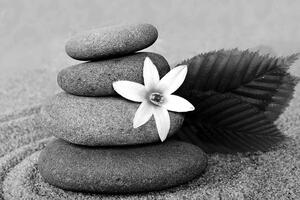Kép virág és kövek fekete fehérben
