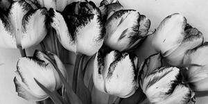 Kép tulipánok tavaszi lehelettel fekete fehérben