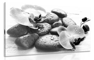 Kép kövek és virágok összhatása fekete fehérben