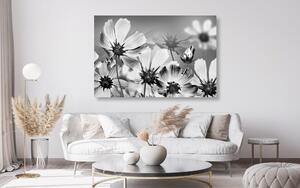 Kép kerti virágok fekete fehérben
