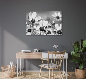 Kép kerti virágok fekete fehérben