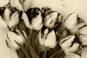 Kép tavaszi tulipánok szépia kivitelben