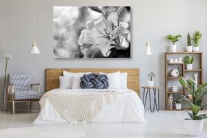 Kép liliom virág absztrakt háttéren fekete fehérben
