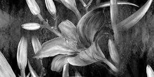 Kép virágzó liliom fekete fehérben