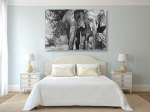 Kép elefánt család fekete fehérben