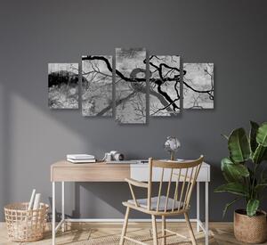 5-részes kép szürreális fák fekete fehér kivitelben